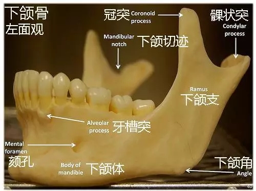 矫正牙齿对下颌角没有影响的，对脸型影响不大