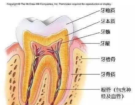 该把烤瓷牙换全瓷牙啦！（好麻烦！早知就做矫正+贴面好了）